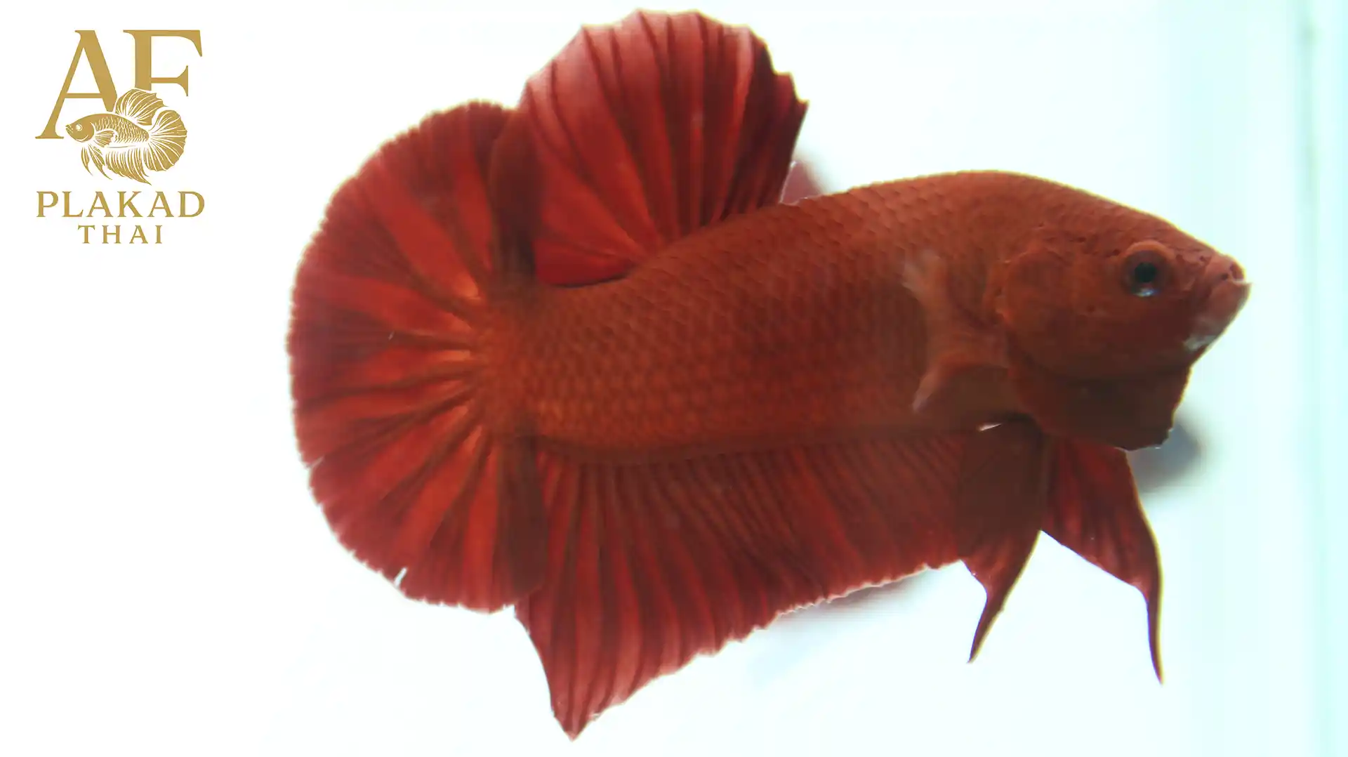 Premium Thai Pot Super Red Betta Thailand – Export Quality Betta Fish for Breeders & Collectors